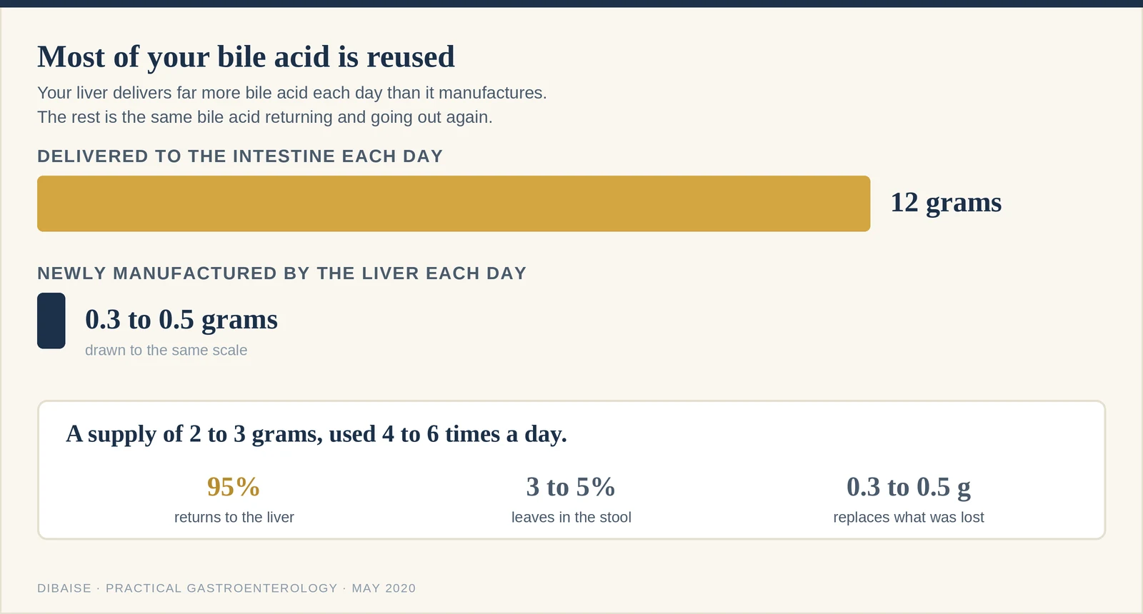 Two bars drawn to the same scale. Bile acid delivered to the intestine each day: 12 grams. Bile acid newly made by the liver each day: 0.3 to 0.5 grams. The difference is reuse: a supply of 2 to 3 grams used 4 to 6 times a day.