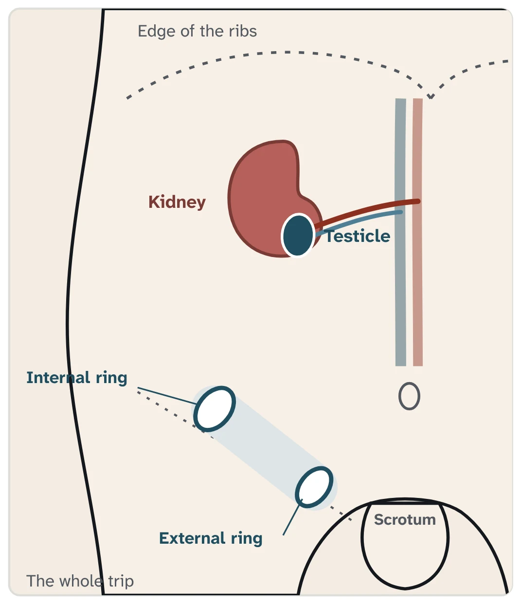 Simple drawing of the abdomen from the front. The kidney sits high in the back of the abdomen, and the testicle sits beside it. Below, a short tunnel with an opening at each end leads from the lower abdomen to the scrotum.