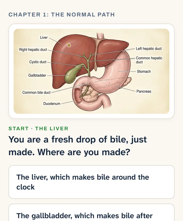The Bile Trail on a phone: a labeled drawing of the liver, gallbladder and bile ducts, with the first question about where bile is made.